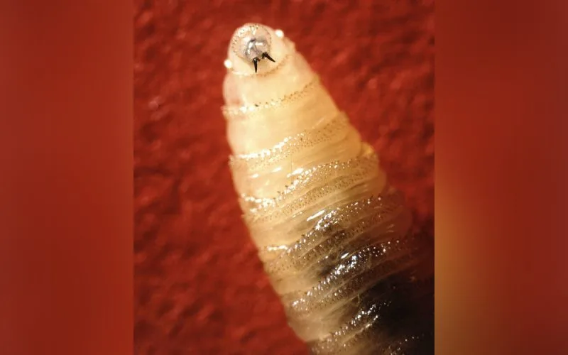 Image accompanying reporting about Screwworm spreads to US wildlife in Texas, USDA says