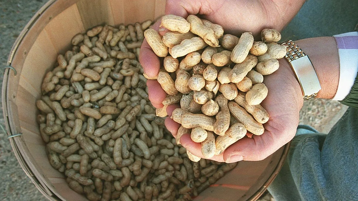 Image accompanying reporting about What happens to the brain when you eat peanuts daily? New study reveals striking results