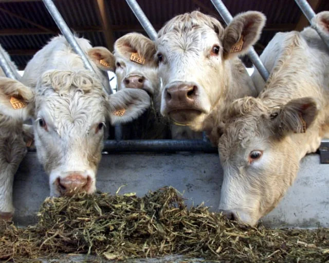 Shamonda virus detected in human for first time in France