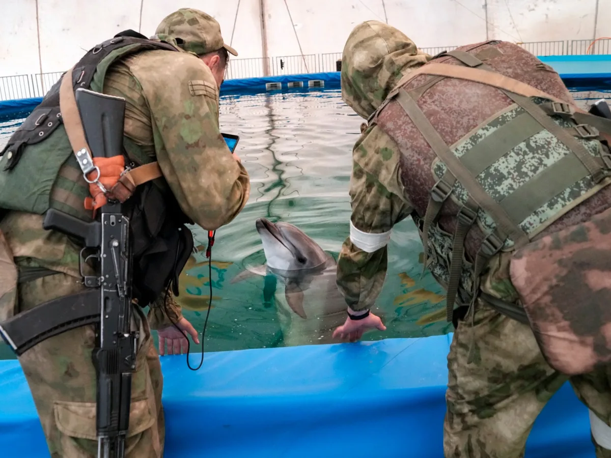 Image accompanying reporting about Dead dolphins, naval mines: Russia-Ukraine war destroys the Black Sea