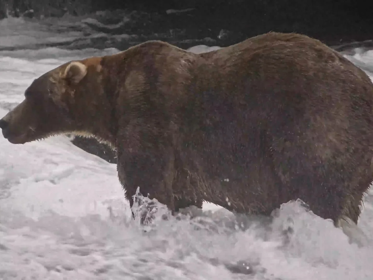 Image accompanying reporting about Gentle giant Backpack wins Alaska’s Fat Bear Week